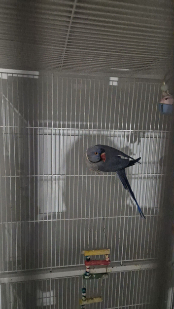 Beautiful pair of Indian Ring Neck Parrots