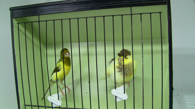 Pair On Canaries &pound;40 The Pair