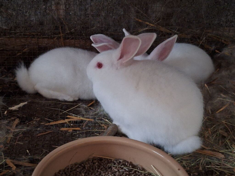 3 x pure new zealand white females