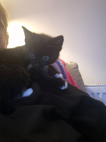 Kittens