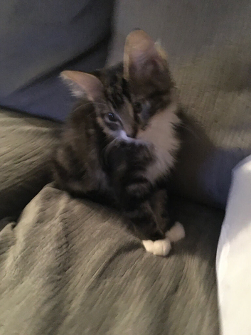 Beautiful male ragdoll cross lynx kitten