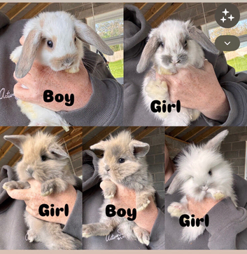 Mini lop/mini lion lop baby rabbits
