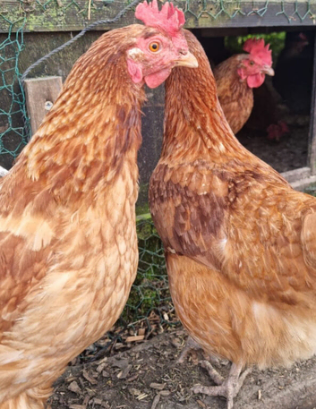 Laying Hens Chickens . Laying well. Wormed upto date