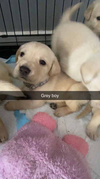 Labrador litter