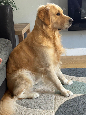 Golden retriever Stud