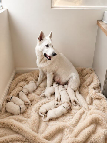 KC White Swiss Shepherd puppies Champion Bloodline