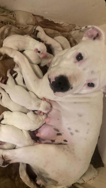 White Staffordshire bull terrier for sale &pound;700