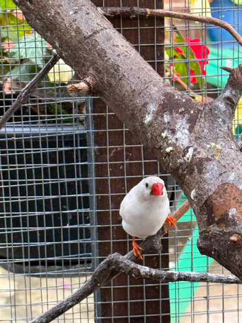 Zebra finches for sale