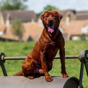 Mahogany red Labradors