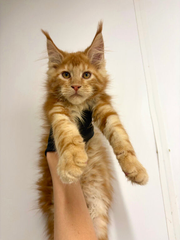 Maine coon kittens