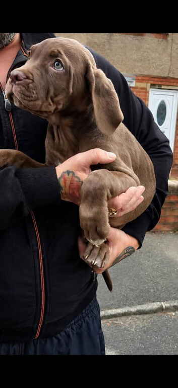 Beautiful pups ready for there new homes