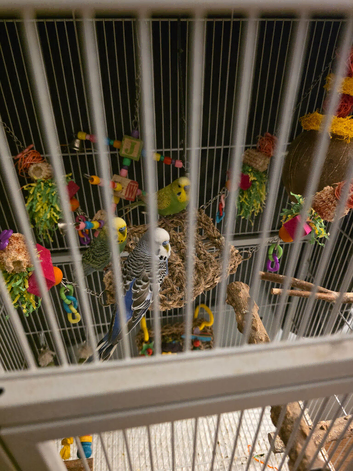 3 male adult budgies