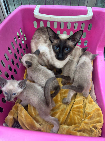 Two male Siamese kittens