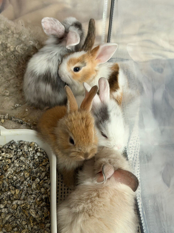 Adorable Baby Rabbits &ndash; Looking for Loving Homes