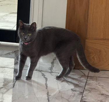 Beautiful 2 1/2 years female Russian blue indoor cat