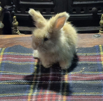 Gorgeous Angora Rabbits, Pure Bred Full Faced.