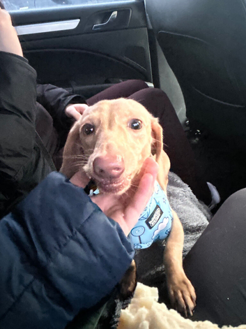 beautiful dachund for sale