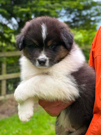 Black Tri Puppy Dog