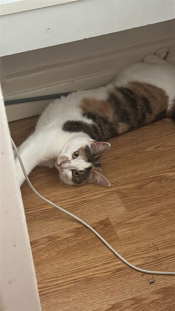 Bella