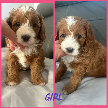 toy cavapoos!!! 1 boy left!! 1 girl left!!
