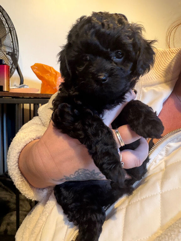 1 Beautiful puppy left