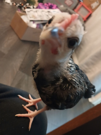 Baby chickens
