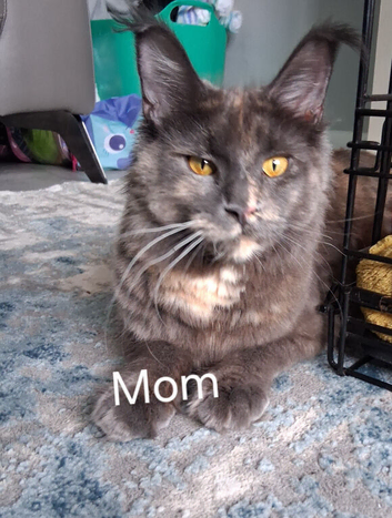 Maine Coon Kittens ( Ready 8th july)