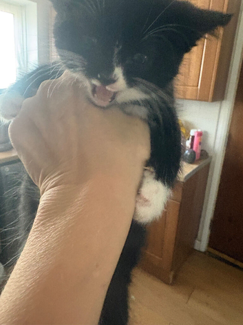 Male black and white kitten