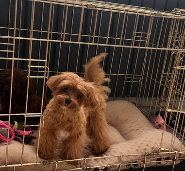 Tiny Asian/Korean F1 Maltipoo Puppies