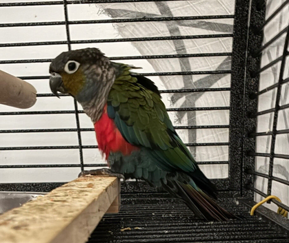 Crimson bellied conure