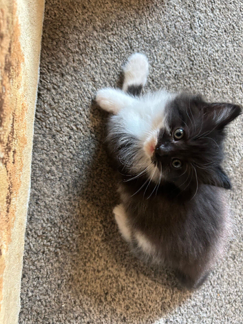 Maine coon cross kitten