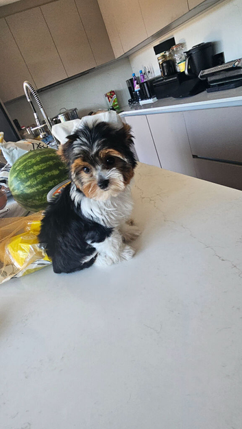 Yorkshire terrier girl - 12 weeks old