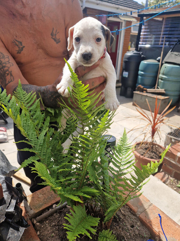 Jack russell
