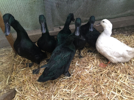Breeding Groųp of Cayugas