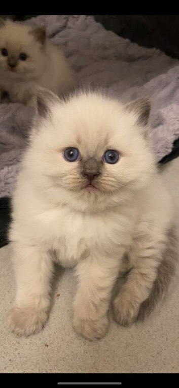 Ragdoll