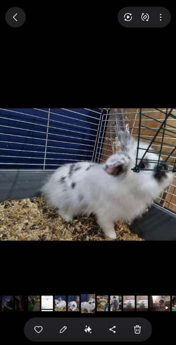 Jasper need home Asap