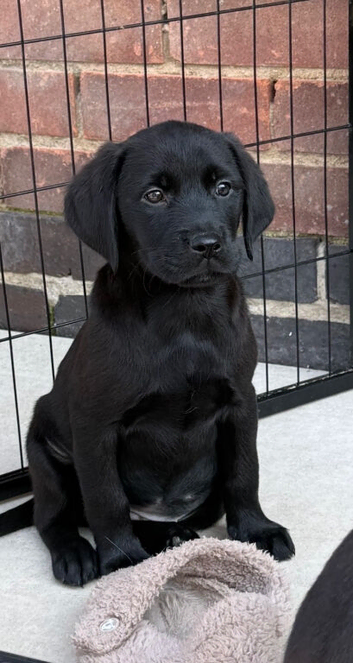 5 stunning goldador puppies
