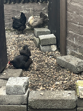 1 black Ariana and 1 cream legbar hen