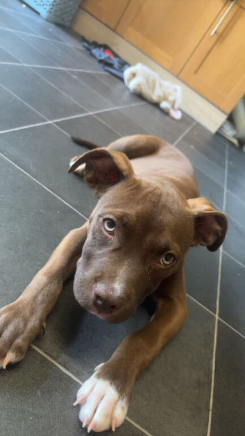 Female puppy for rehome