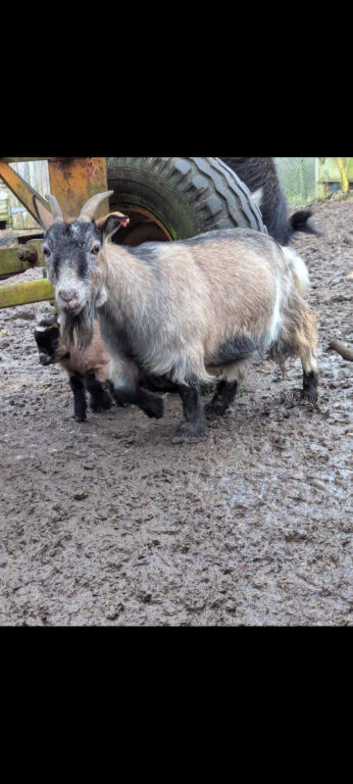Pygmy goats