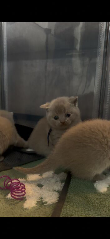 9 beautiful British shorthairs
