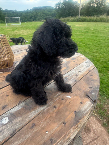 Schnoodle Puppies READY NOW