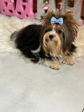 Stunning Miniature Biewer Yorkshire Terrier Girl - 9 Months Old