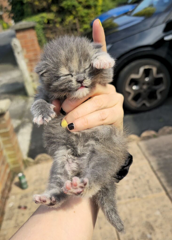 Beautiful maine coon kitten