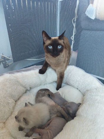 Beautiful sphynx x ragdoll kittens