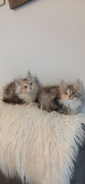 Maine coon kittens female