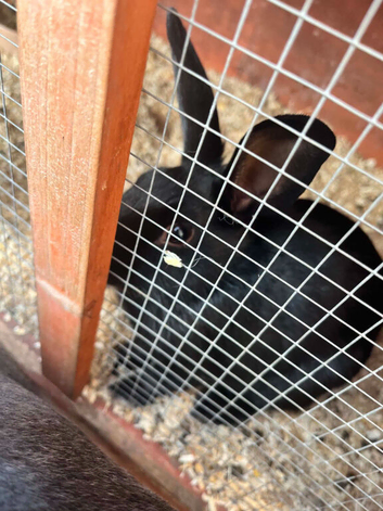 Rabbits