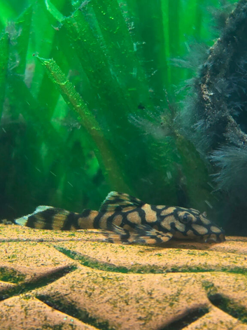 L519 RIO IT&Eacute;NEZ HONEYCOMB PLECOS