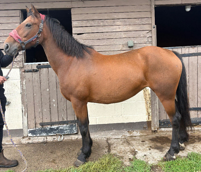 Brilliant project or broodmare