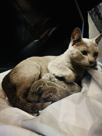 Pure Breed Russian Blue Kittens
